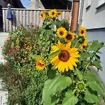Pusteblume * Neukirch (Tubingen)