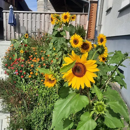 Pusteblume Neukirch (Tubingen)